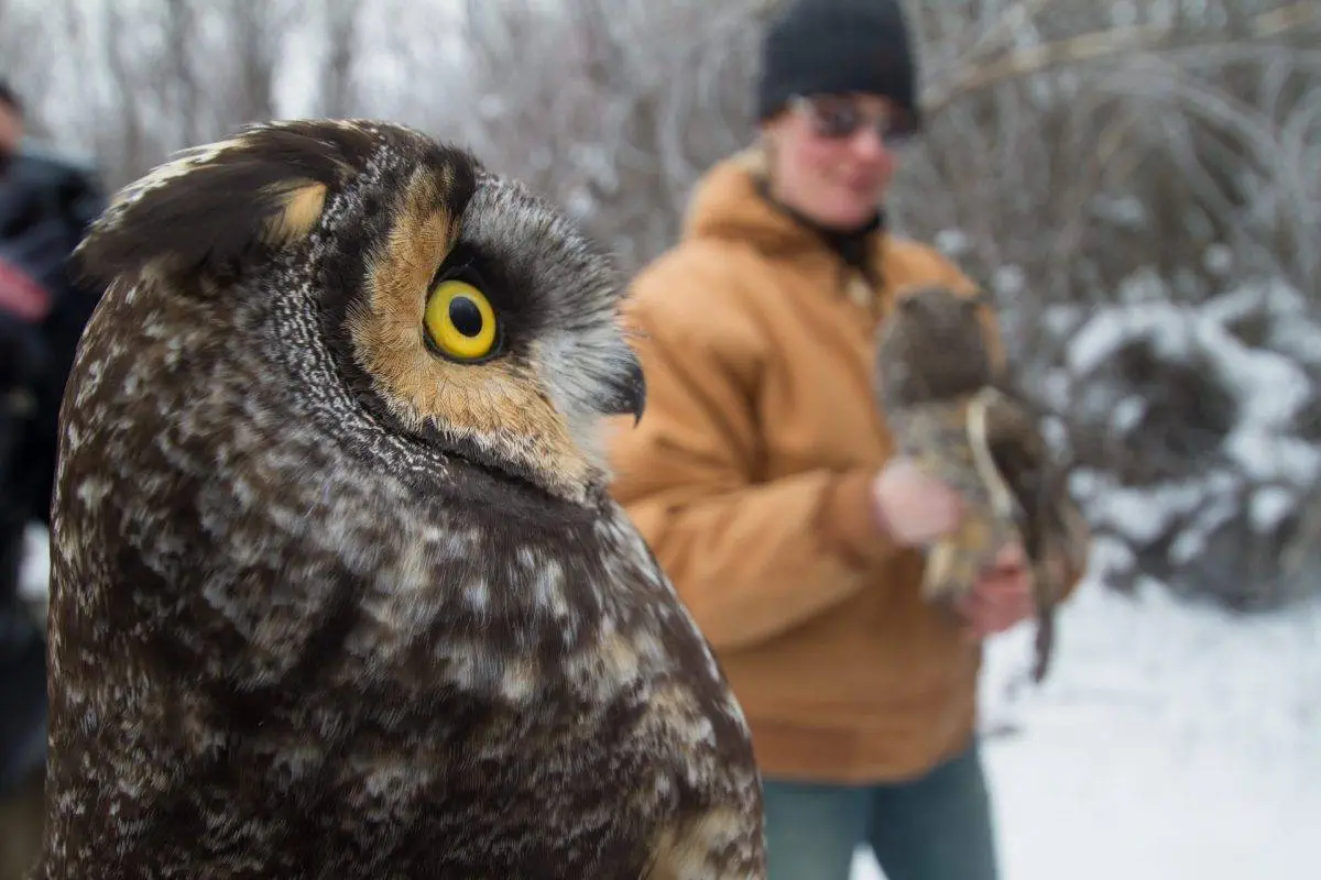 Top Wildlife Encounters: Amazing yellow long-eared owl eyes